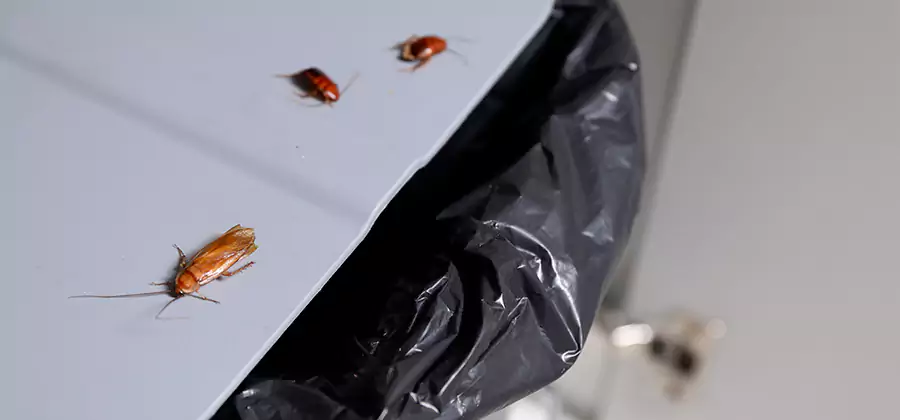 German Roach Pest Control in Kuna