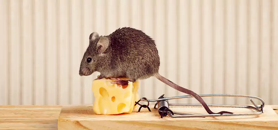 Commercial Rodent Exclusion Services in Kuna