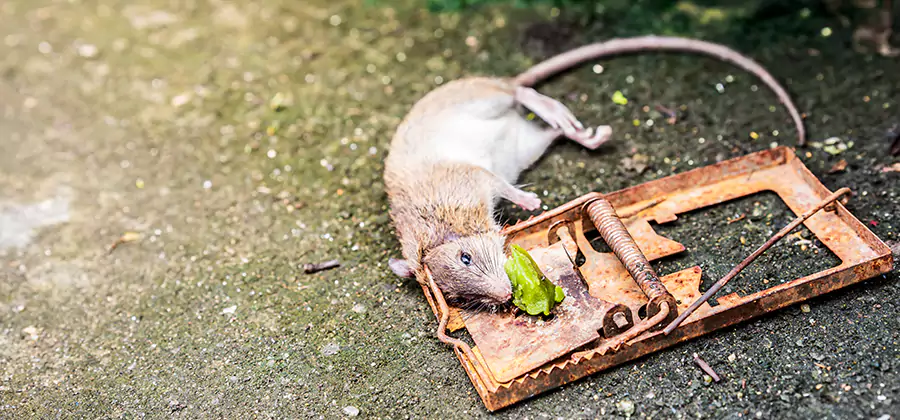 Rat Trapping in Kuna