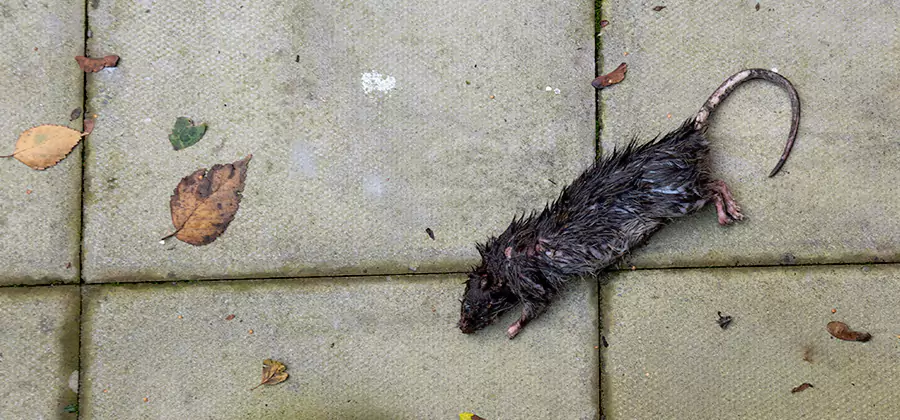 Rodent inspection service in Kuna
