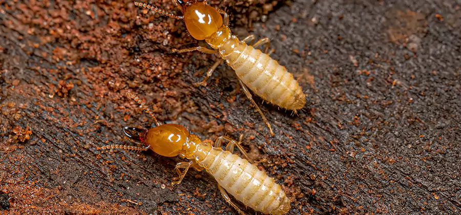 Sentricon Residential Termite Control in Kuna