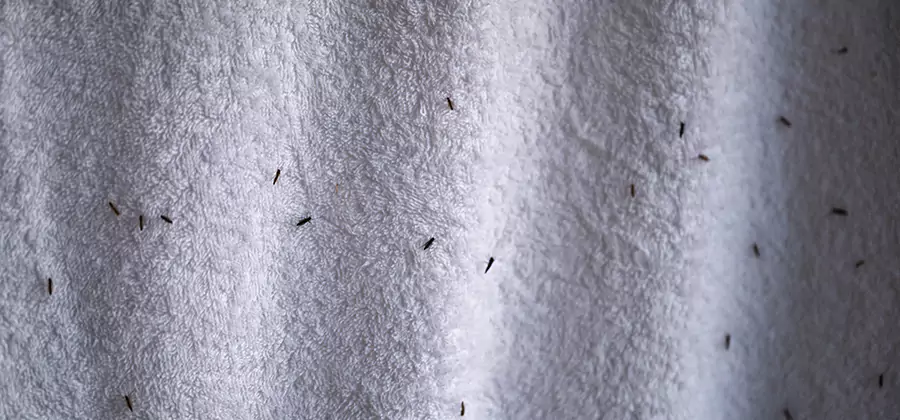 Small Black Ants in Bathroom Treatment in Kuna