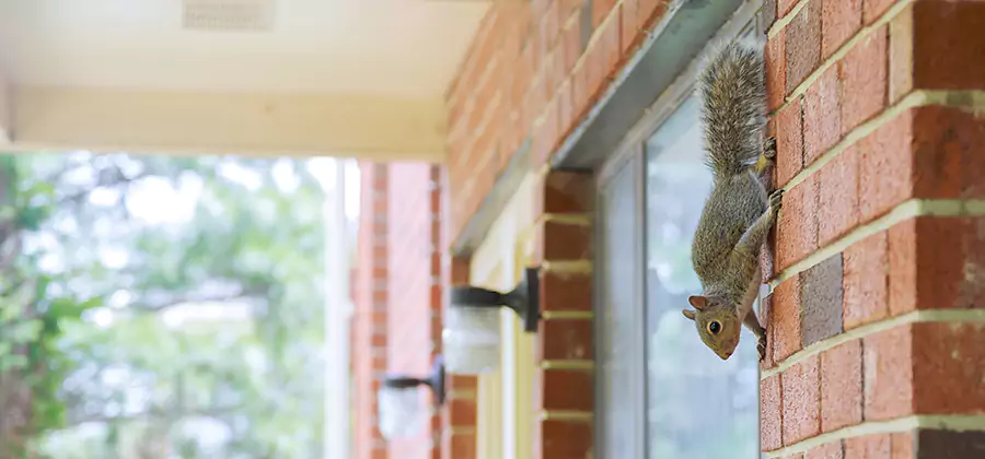 Squirrel Inside Walls Removal in Kuna