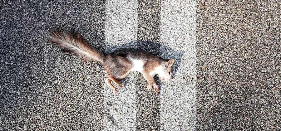 Dead Squirrel Removal in Kuna
