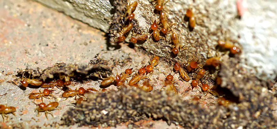Wood Treatment and Localized Termite Solutions in Kuna