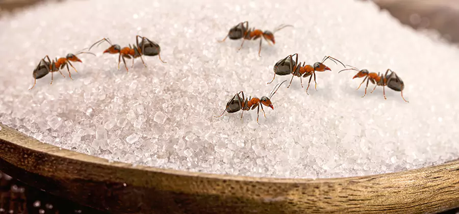 Indoor Sugar Ant Treatment in Kuna