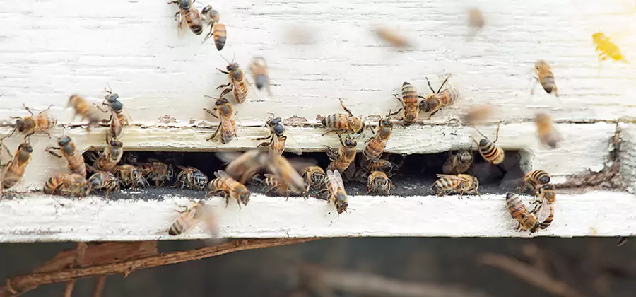 Residential Termite Fumigation in Kuna