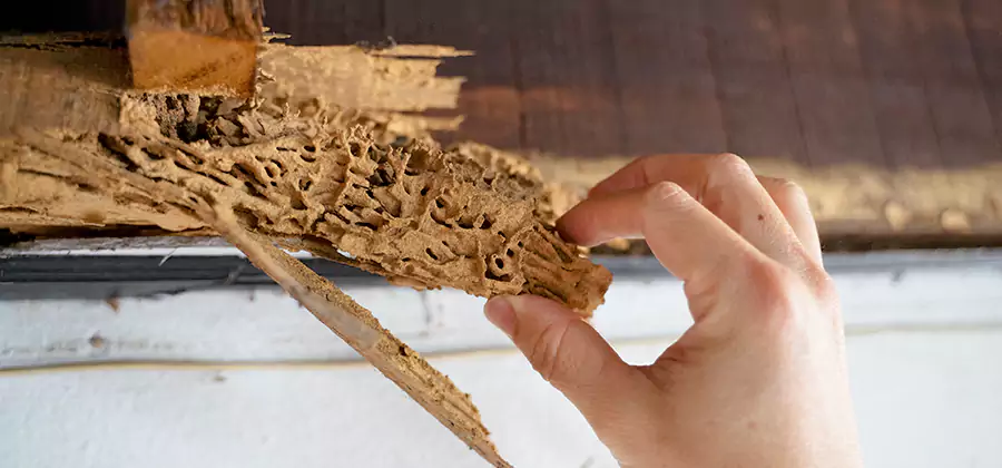 Pre-Purchase Termite Inspection in Kuna