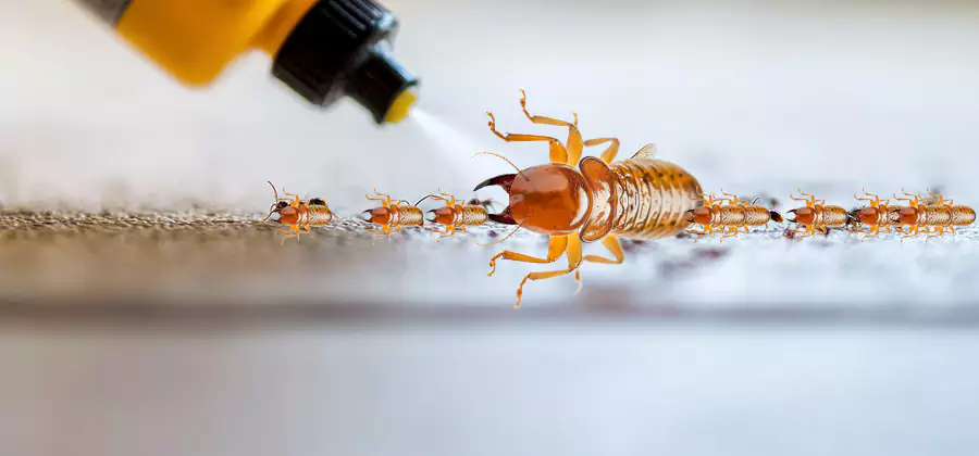 Foundation Termite Spraying Control in Kuna