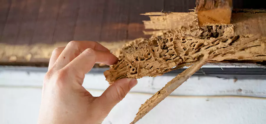 Pre-Construction Termite Treatment in Kuna