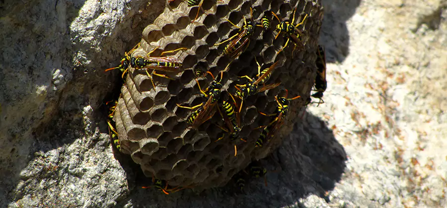 Wasp Nest in Tree Removal Kuna