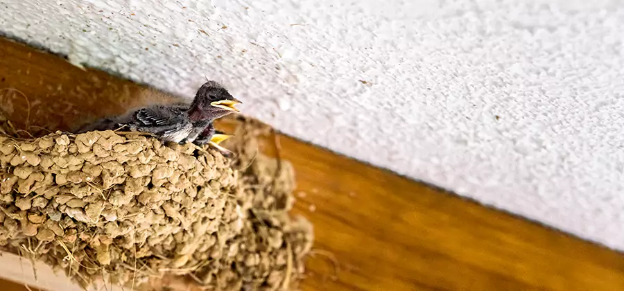 Bird Removal From House in Kuna