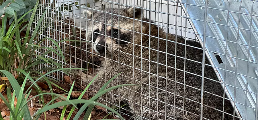 Wildlife Relocation Services in Kuna