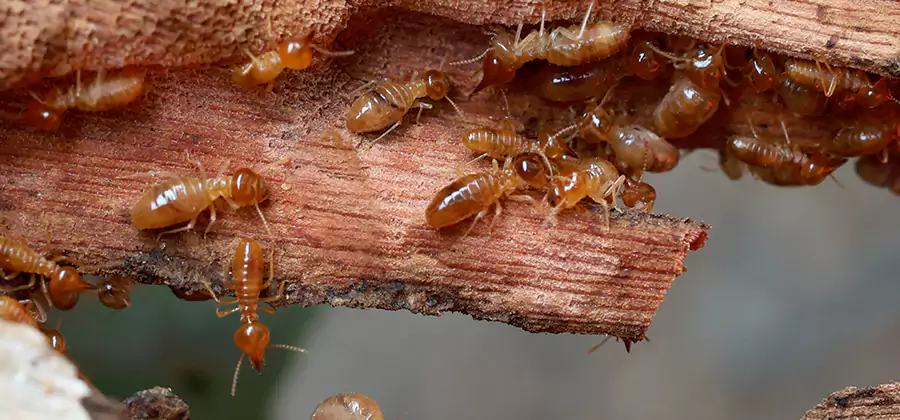 Wood Preservation Termite Treatment in Kuna