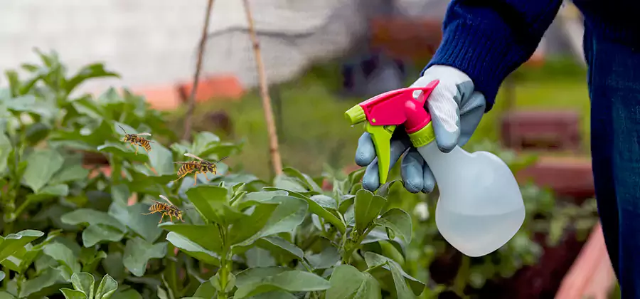 Yellow Jacket Pest Removal for Commercial Properties in Kuna