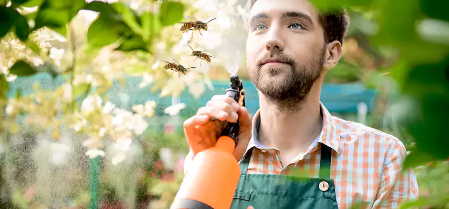 Yellow Jacket Wasp Removal in Kuna