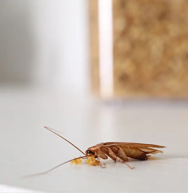 Why Kuna Pest Control Pro Stands Out in Kuna, ID?