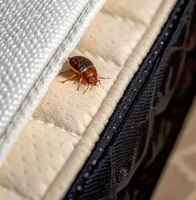 Why Choose Kuna Pest Control Pro for Bed Bug Treatment at Home in Kuna, ID?