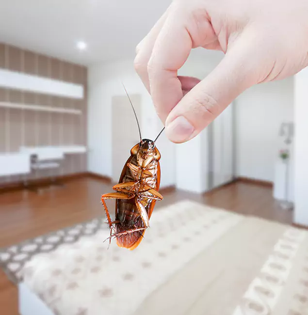 Why Kuna Pest Control Pro Stand Out For Bed Bug Inspection in Kuna, ID?