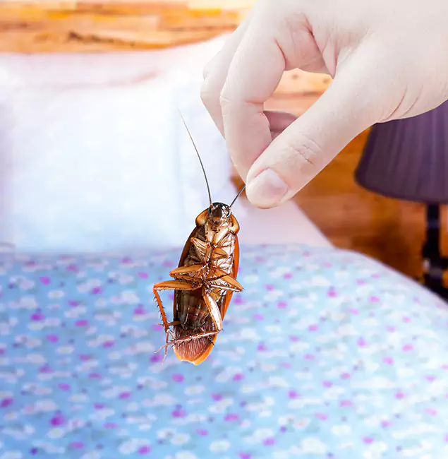 Why Choose Kuna Pest Control Pro for Bed Bug Treatment in Kuna, ID?