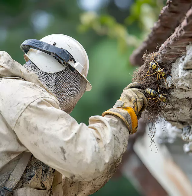 Why Kuna Property Owners Choose Kuna Pest Control Pro for Bee Exterminator?