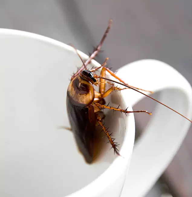 Why Kuna, ID Residents Trust Kuna Pest Control Pro for Cockroach Fumigation?