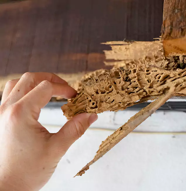 Why Choose Kuna Pest Control Pro in Kuna, ID?