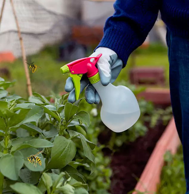 Why Kuna Homeowners Choose Kuna Pest Control Pro for Honey Bee Removal?