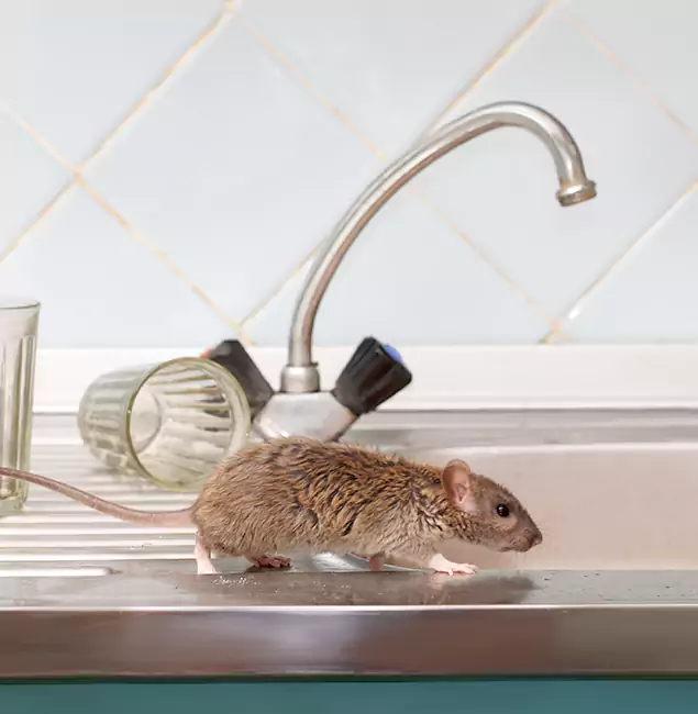 Why Kuna, ID Trusts Kuna Pest Control Pro for Humane Rodent Control?