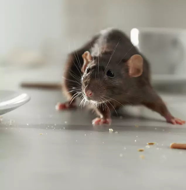 Why Kuna Homeowners Choose Kuna Pest Control Pro for Mice Control?