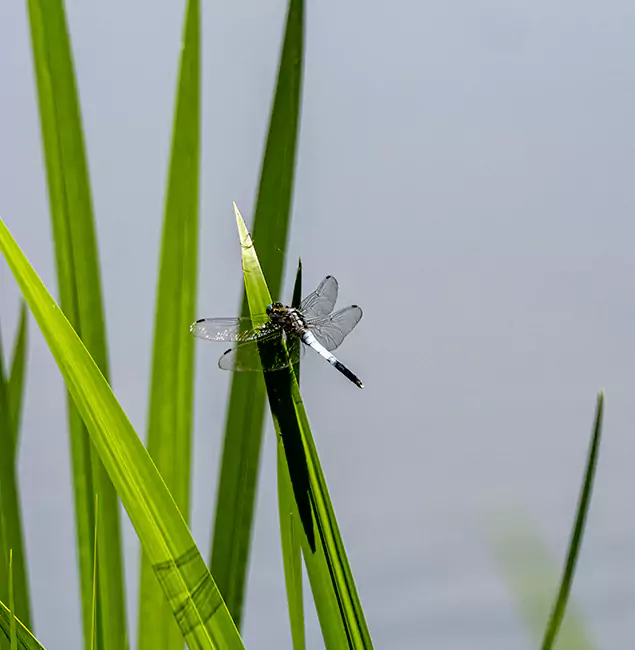 Why Kuna Families Trust Kuna Pest Control Pro for Mosquito Prevention?