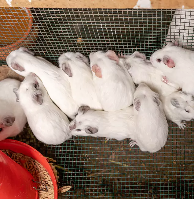 Why Kuna Pest Control Pro Is the Trusted Choice in Kuna, ID?