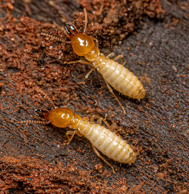 Why Choose Kuna Pest Control Pro for Termite Treatment Without Tenting in Kuna, ID?