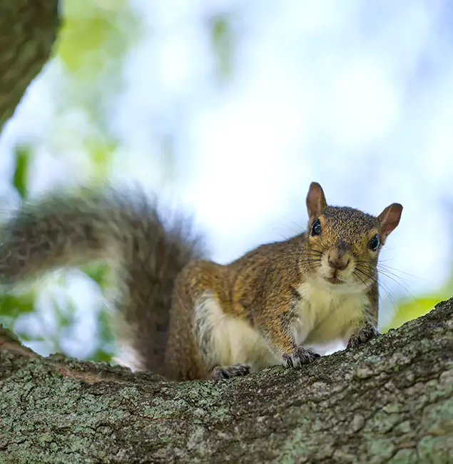 Why Kuna, ID Relies on Kuna Pest Control Pro for Squirrel Pest Control?
