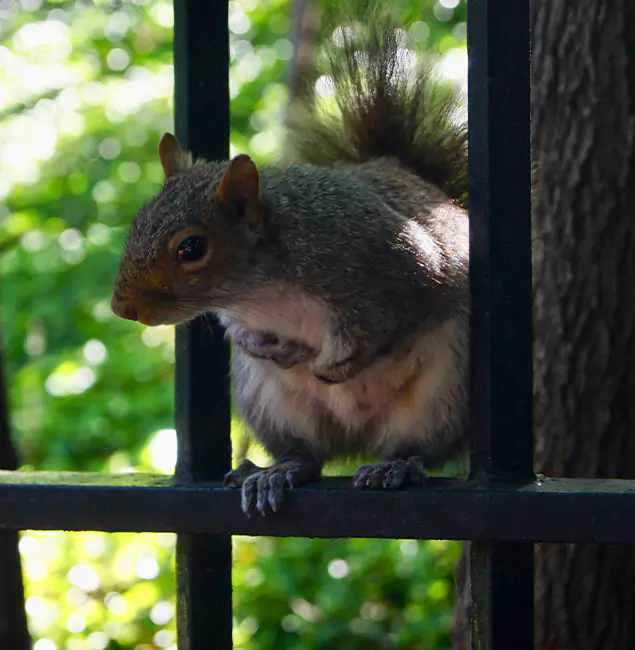 Why Kuna, ID Chooses Kuna Pest Control Pro for Squirrel Removal?