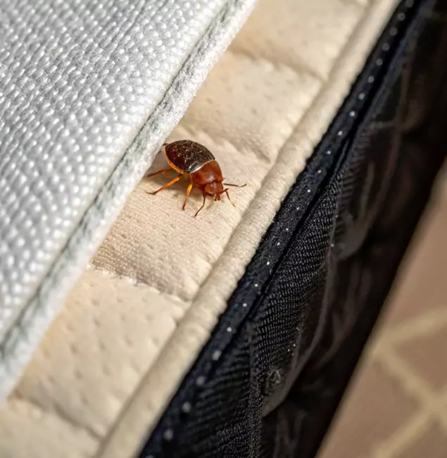 Why Kuna Homeowners Trust Kuna Pest Control Pro for Tick Treatment?