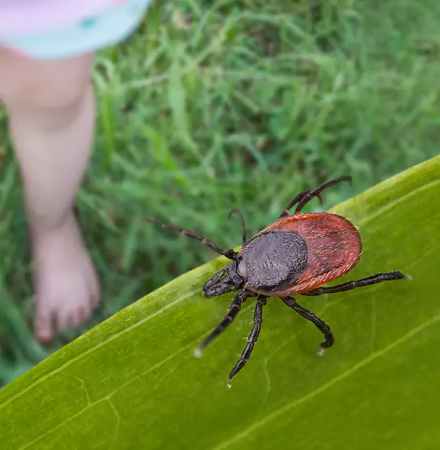 Why Kuna Homeowners Choose Kuna Pest Control Pro for Tick Extermination?