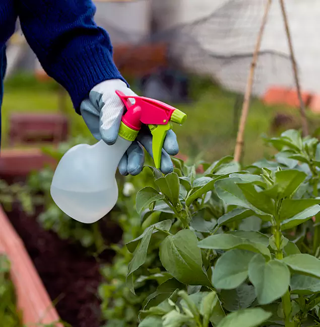 Why Kuna Relies on Kuna Pest Control Pro for Wasp Control Services?