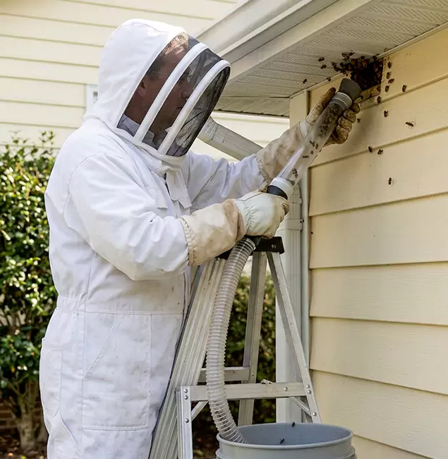 Why Kuna Trusts Kuna Pest Control Pro for Wasp Control?