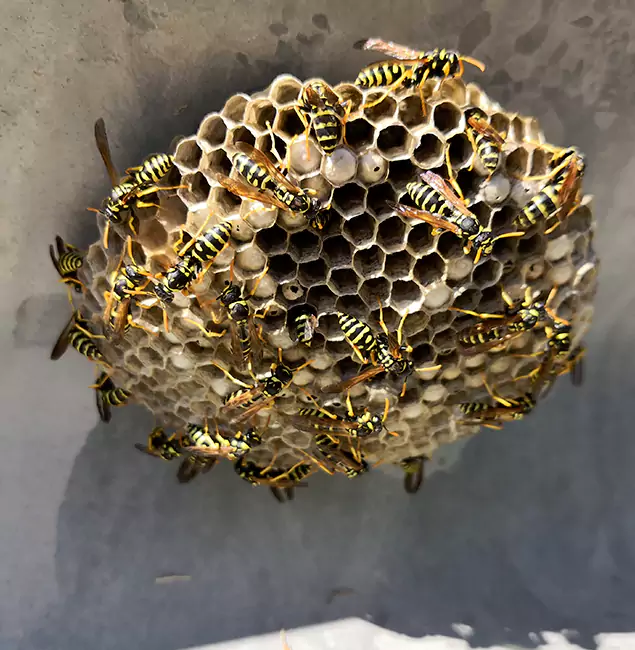 Why Kuna Chooses Kuna Pest Control Pro for Wasp Control Services?