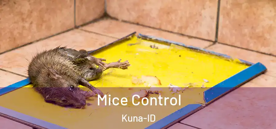 Mice Control Kuna-ID