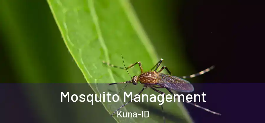 Mosquito Management Kuna-ID