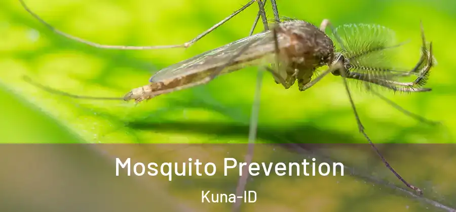 Mosquito Prevention Kuna-ID