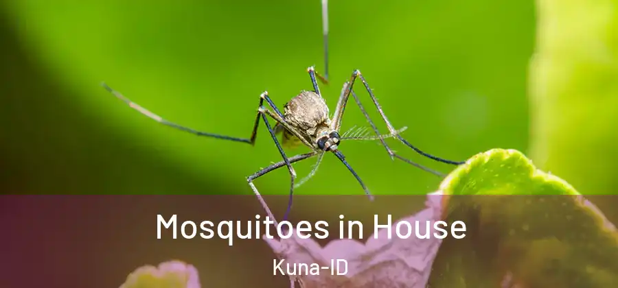  Mosquitoes in House Kuna-ID