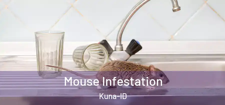 Mouse Infestation Kuna-ID