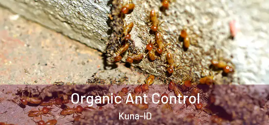 Organic Ant Control Kuna-ID