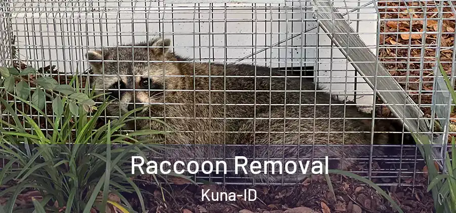  Raccoon Removal Kuna-ID