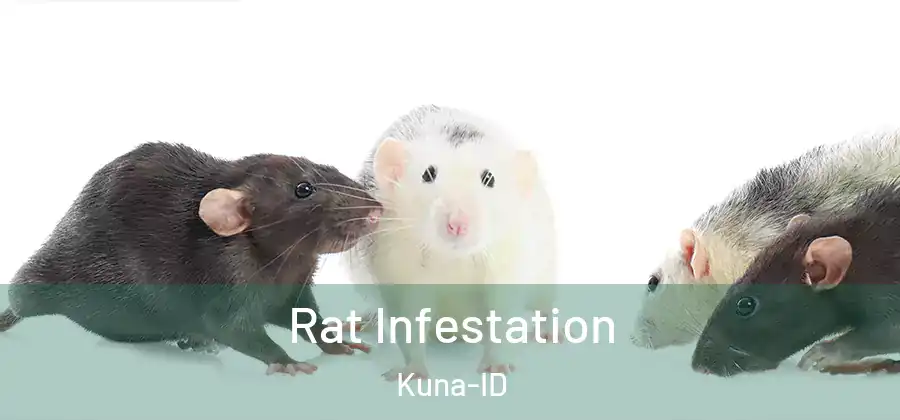  Rat Infestation Kuna-ID