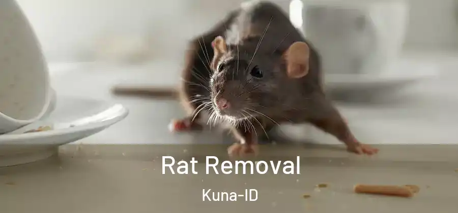 Rat Removal Kuna-ID