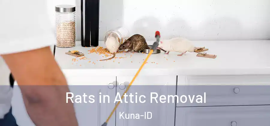 Rats in Attic Removal Kuna-ID